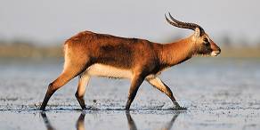 Black lechwe