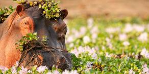 Hippo in the water covered by water hyacinth 