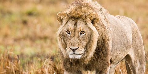 Affordable Kafue & Busanga Plains Safari