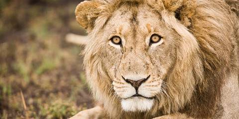 4-Day Lower Zambezi Explorer Safari