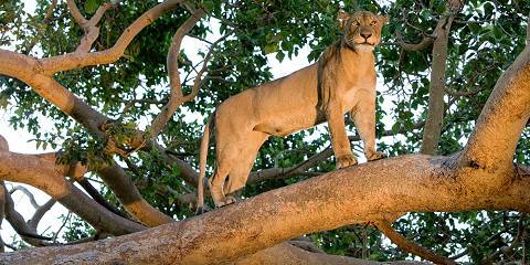 Central Kafue Get Away