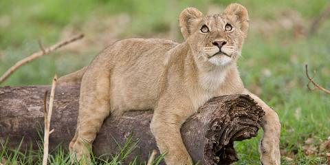 10-Day Zambia Wild Escape