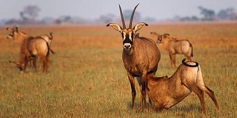 6-Day Budget Camping Safari Through Kafue National Park