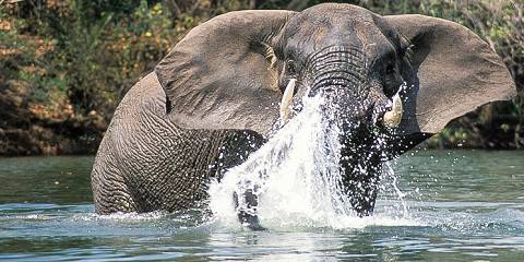 Family Holiday to Zambia: Safari & Victoria Falls