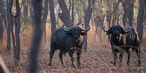 7-Day Classic Kafue Safari ( Lake Camp Edition )