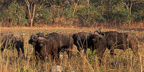 14-Day Kafue and Lower Zambezi National Parks