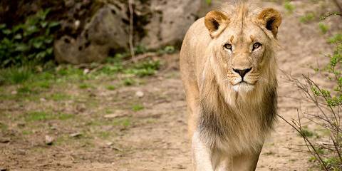 Zambia's Wild Elegance from Kafue to Zambezi