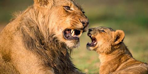 15-Day Long Stay at Lower Zambezi and South Luangwa NP