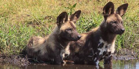 9-Day Splendid Luangwa and Zambezi Valley