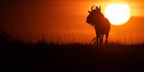 ½-Day Private Rhino Trekking, Bush Walk and Game Drive
