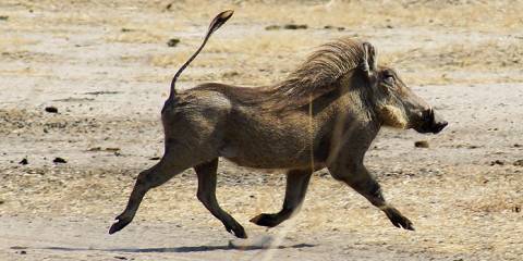 14-Day Zebra Safari - Western Explorer