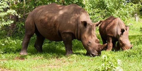 ½-Day Mosi-Oa-Tunya Rhino Safari Experience