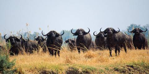 5-Day Kafue Wilderness Escape