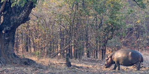 Affordable Kafue Safari