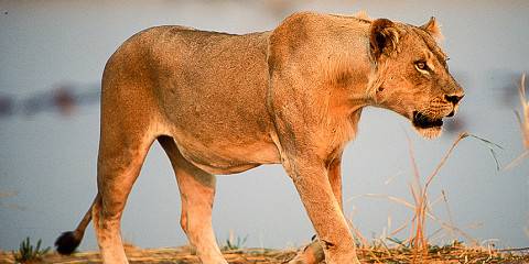 Zambia Walking Safari
