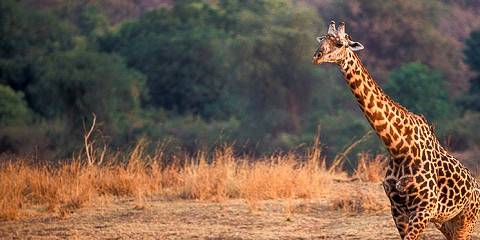 15-Day Ultimate Zambia Remote Wilderness Safari