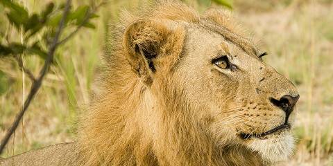 South Luangwa Wild Elegance