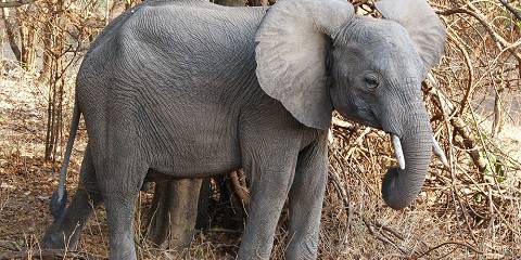 11-Day Highlights of Zambia - Lodge Tour
