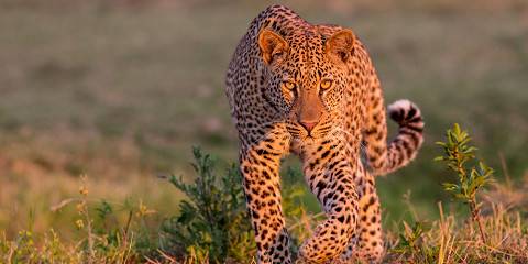 8-Day Deluxe South Luangwa & Livingstone(Victoria Falls)
