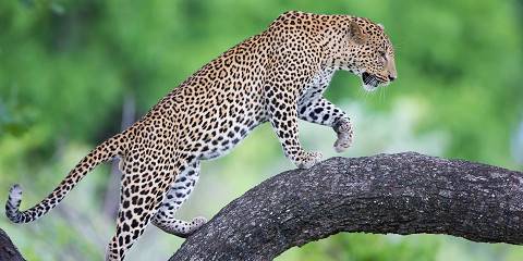 3-Day Marula Safari - Lower Zambezi