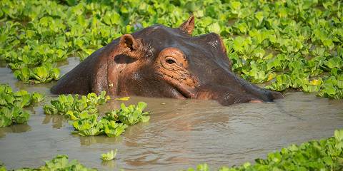 Luxury Zambia Experience