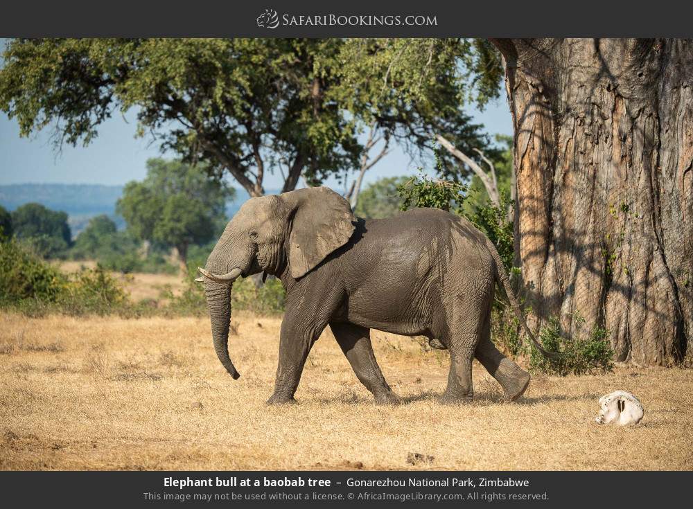 Elephant bull at a baobab tree in Gonarezhou National Park, Zimbabwe