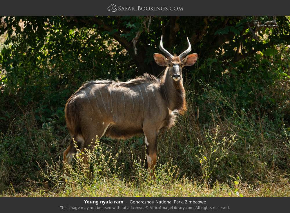 Young nyala ram in Gonarezhou National Park, Zimbabwe