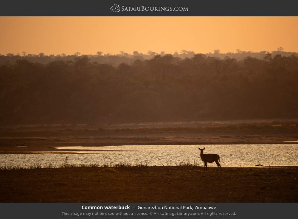 Common waterbuck in Gonarezhou National Park, Zimbabwe