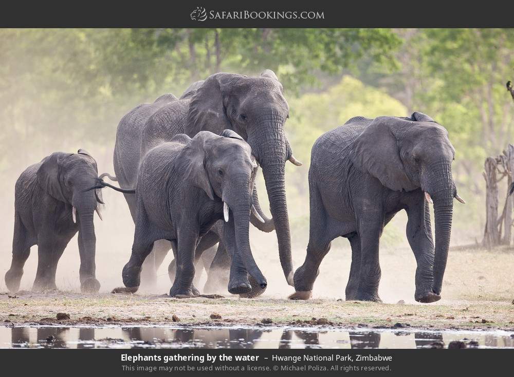 Elephants gathering by the water in Hwange National Park, Zimbabwe