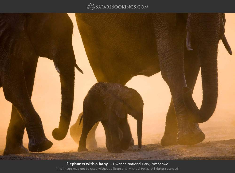 Elephants with a baby in Hwange National Park, Zimbabwe