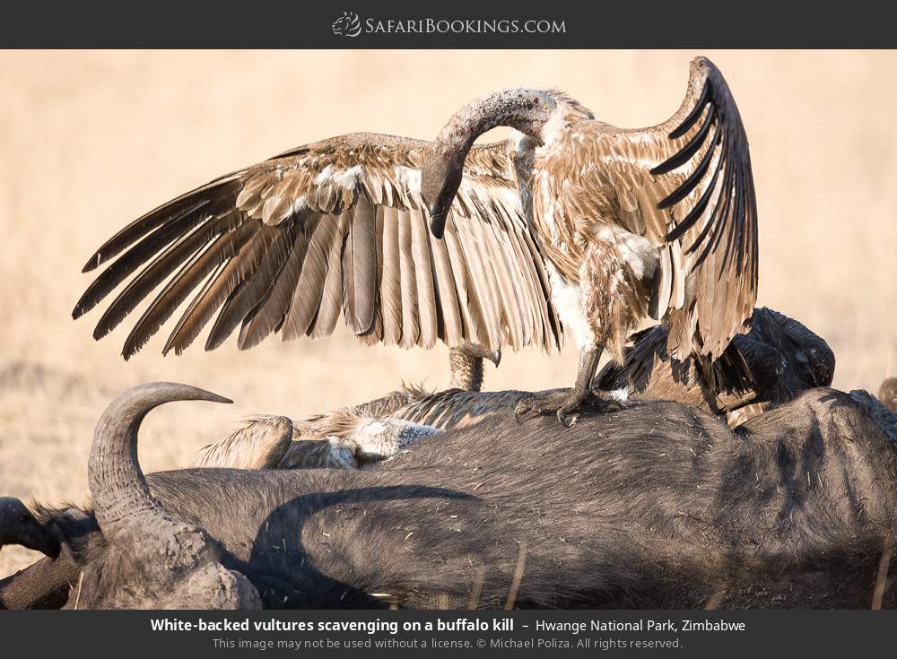 White-backed vultures scavenging a buffalo kill in Hwange National Park, Zimbabwe