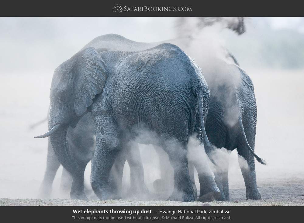 Elephants having a dust bath in Hwange National Park, Zimbabwe