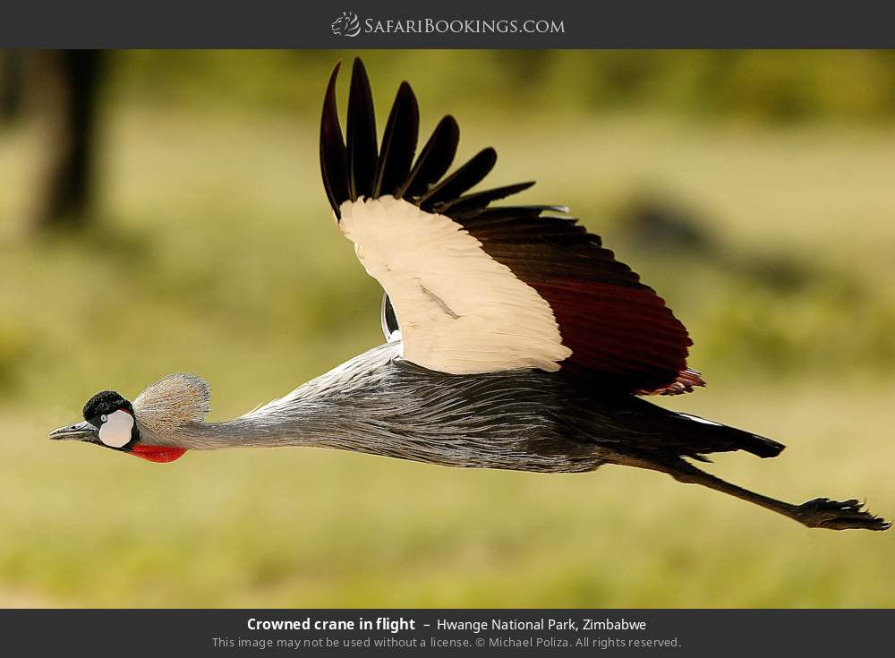 Crowned crane in flight in Hwange National Park, Zimbabwe