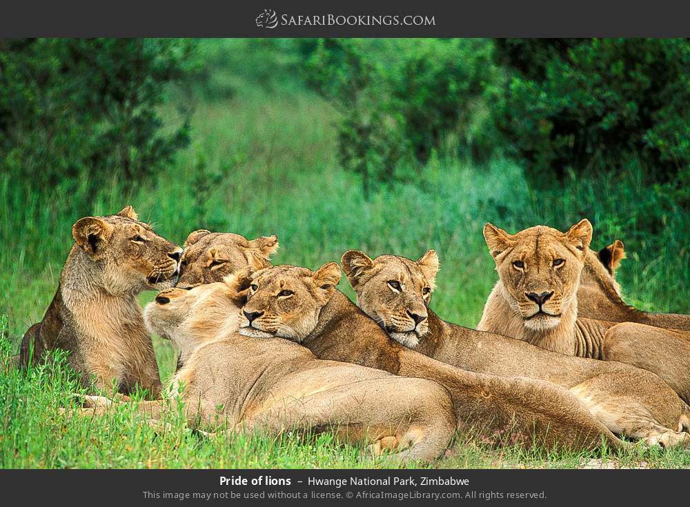 Pride of lions in Hwange National Park, Zimbabwe