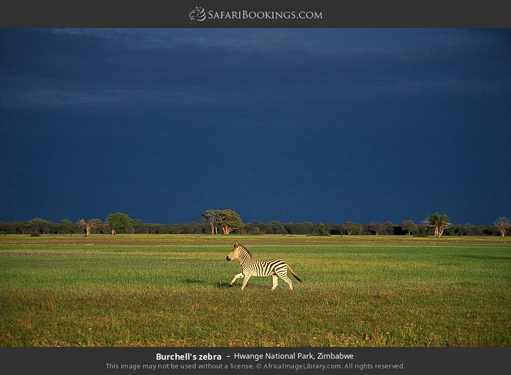 Plains zebra in Hwange National Park, Zimbabwe