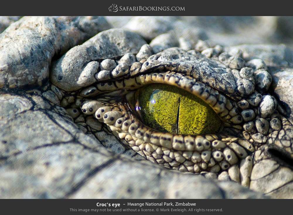 Crocodile eye in Hwange National Park, Zimbabwe