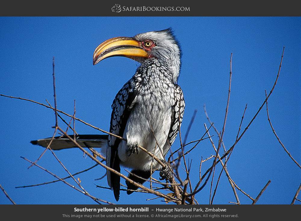 Southern yellow-billed hornbill in Hwange National Park, Zimbabwe