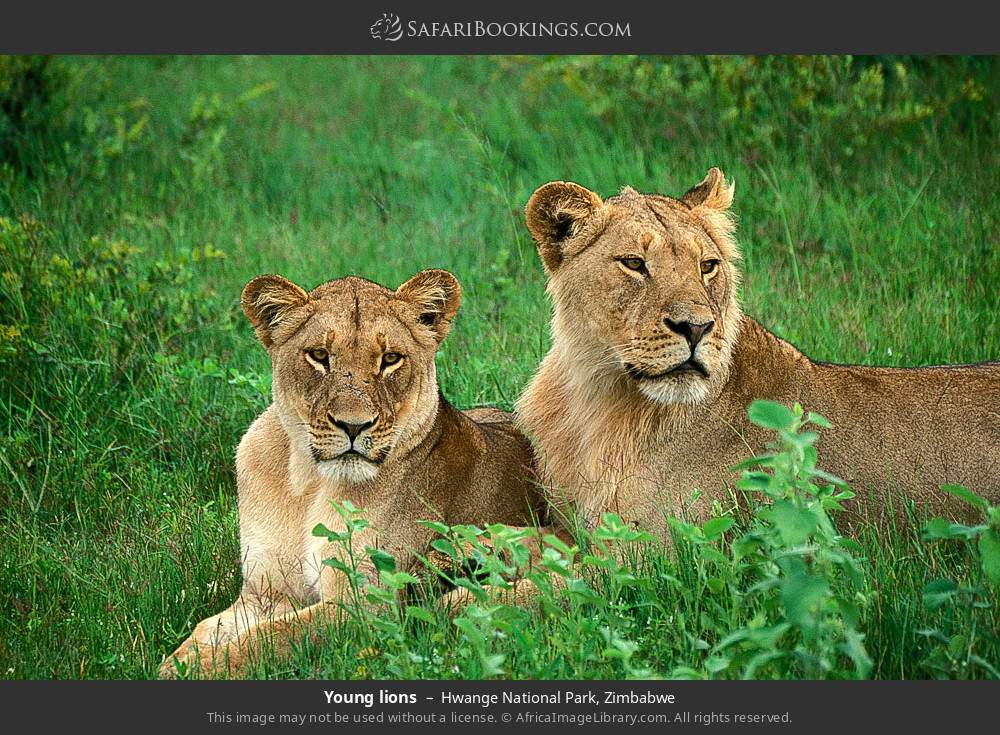Young lions in Hwange National Park, Zimbabwe