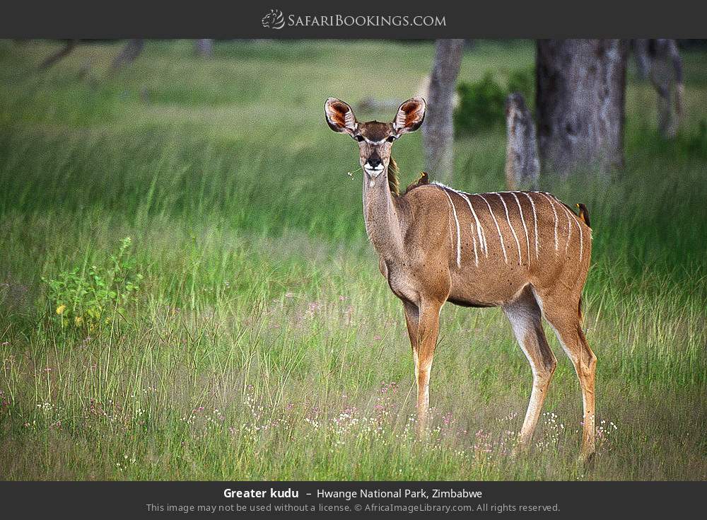 Greater kudu in Hwange National Park, Zimbabwe