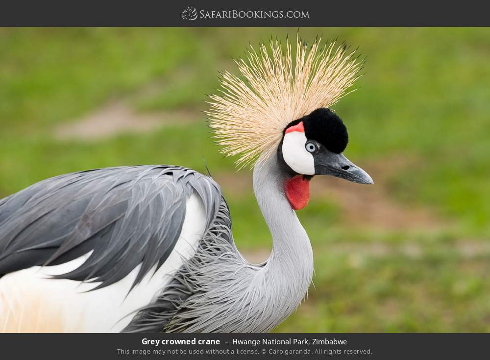 Grey crowned crane in Hwange National Park, Zimbabwe
