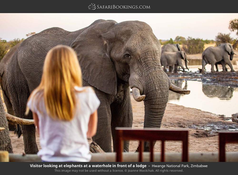 Visitor looking at elephants at a waterhole in front of a lodge in Hwange NP in Hwange National Park, Zimbabwe