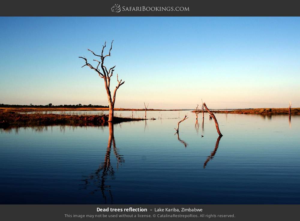 Dead trees in Lake Kariba in Lake Kariba, Zimbabwe