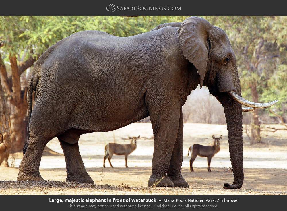 Elephant in front of waterbuck in Mana Pools National Park, Zimbabwe