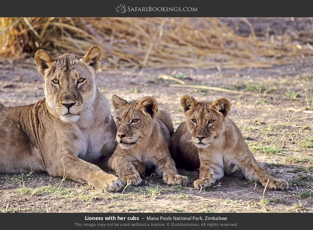 Lioness with her cubs in Mana Pools National Park, Zimbabwe
