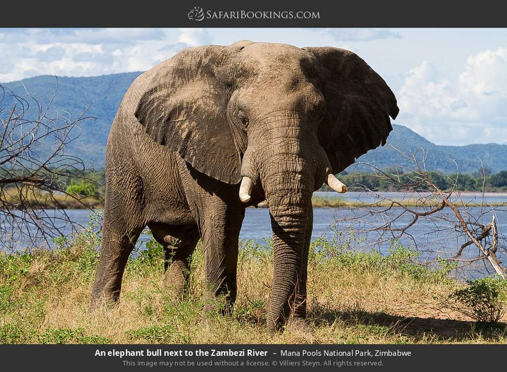 An elephant bull next to the Zambezi River in Mana Pools National Park, Zimbabwe