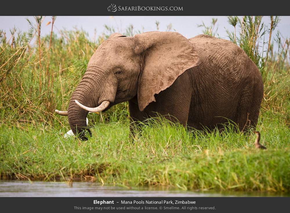 Elephant in Mana Pools National Park, Zimbabwe