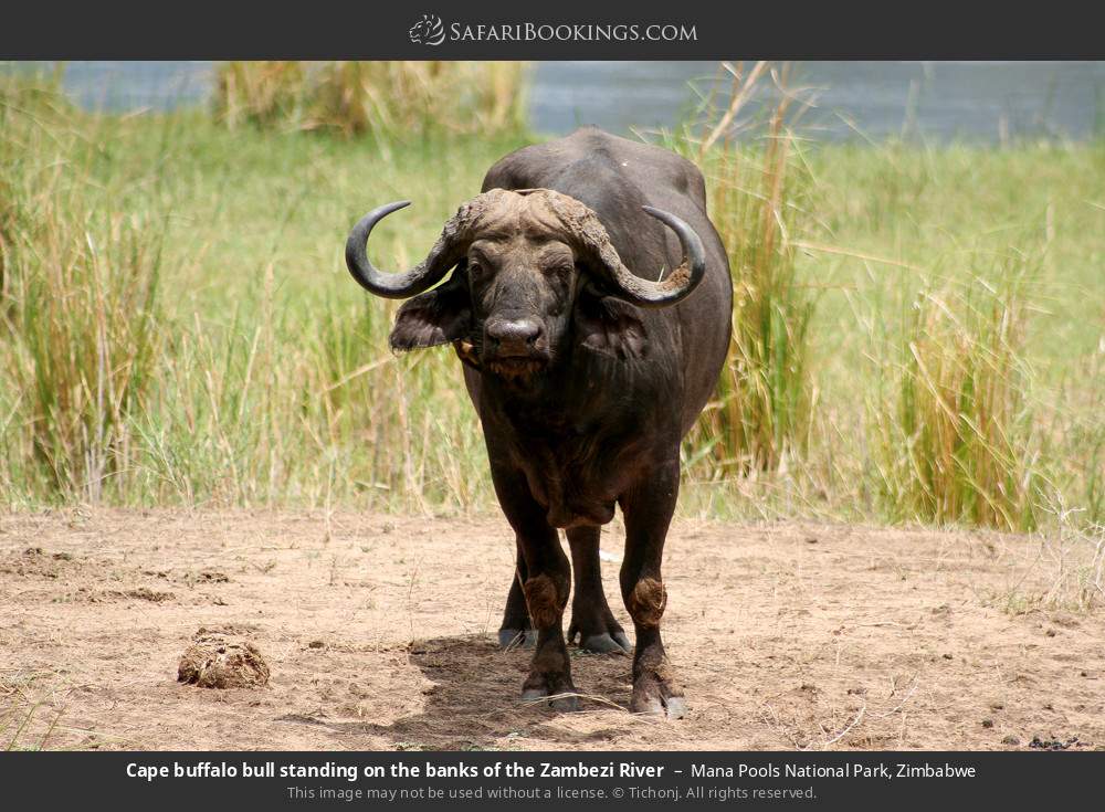 Cape buffalo bull standing on the banks of the Zambezi River in Mana Pools National Park, Zimbabwe