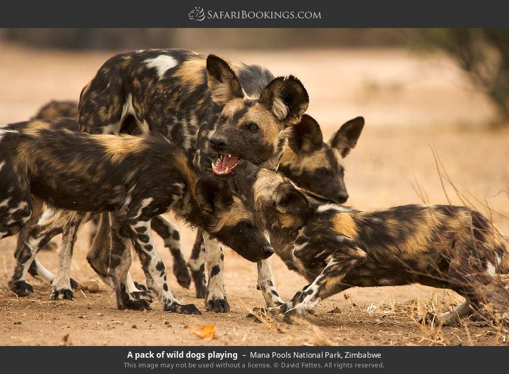 A pack of wild dogs playing in Mana Pools National Park, Zimbabwe