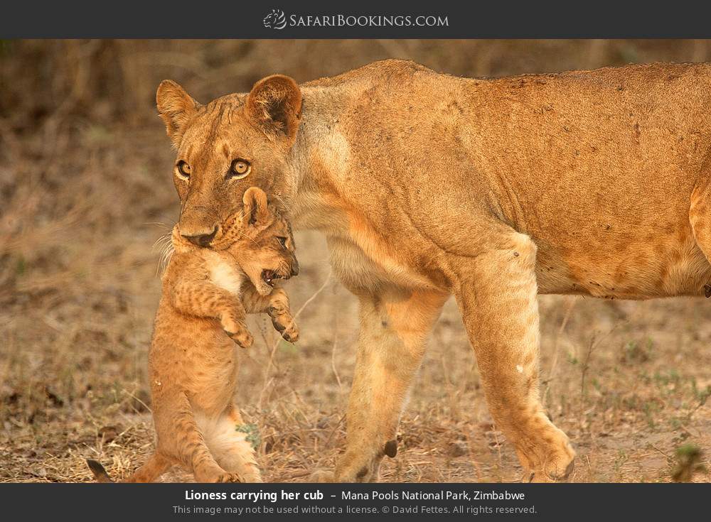 Lioness carrying her cub in Mana Pools National Park, Zimbabwe