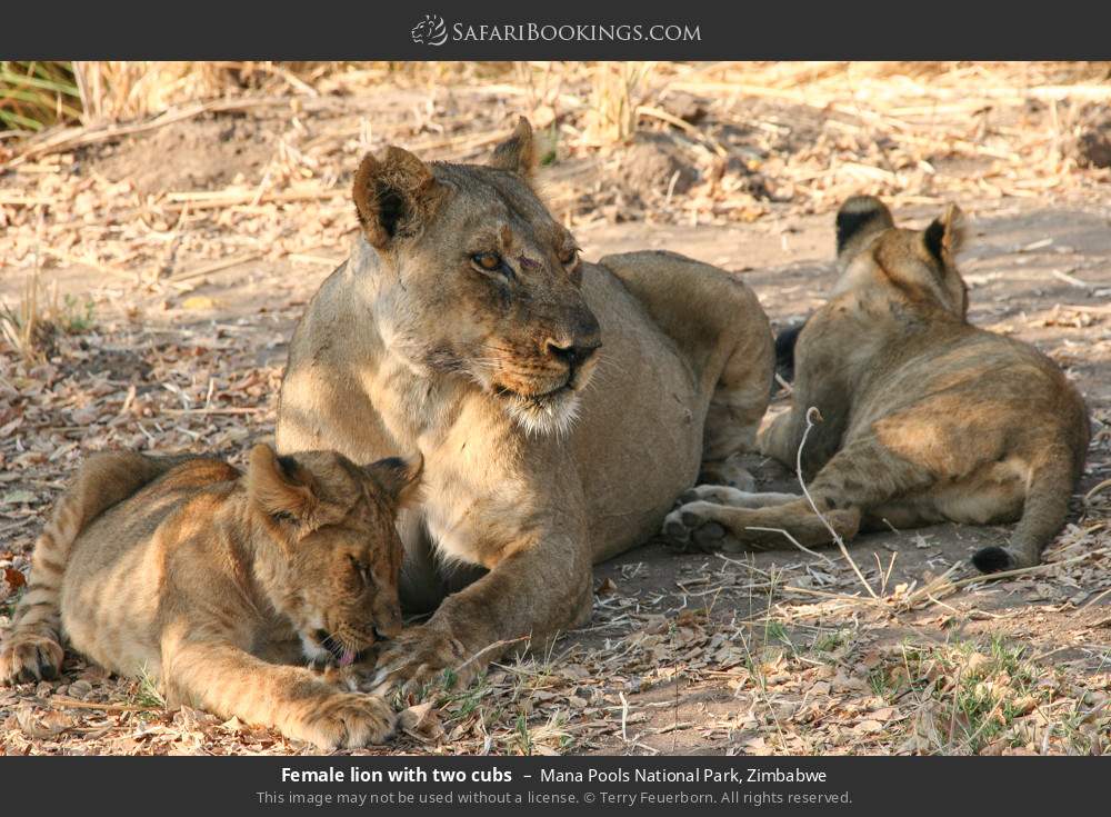 Female lion with two cubs in Mana Pools National Park, Zimbabwe